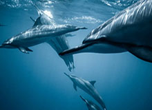 九游娱乐-Knight辛德拉脸探草丛被Junjia石头人蹲到